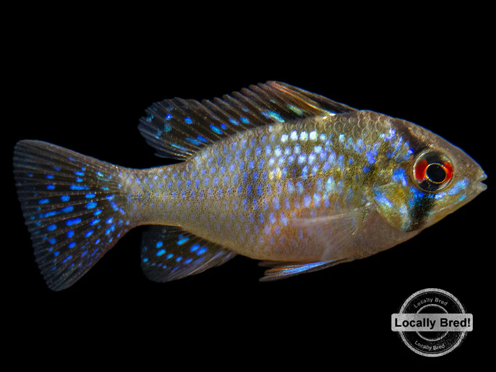 German Blue Ram Dwarf Cichlid (Mikrogeophagus ramirezi) - LOCALLY BRED!!!