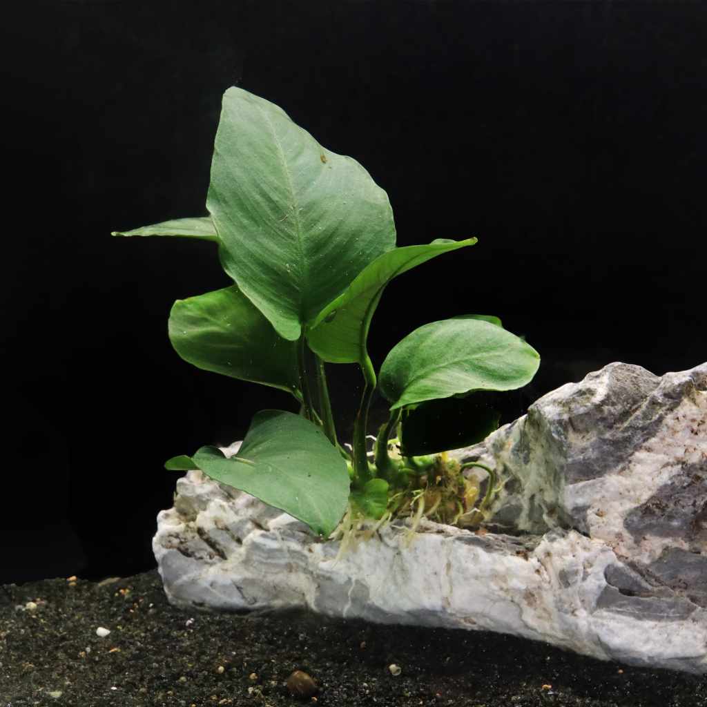 Anubias Barteri