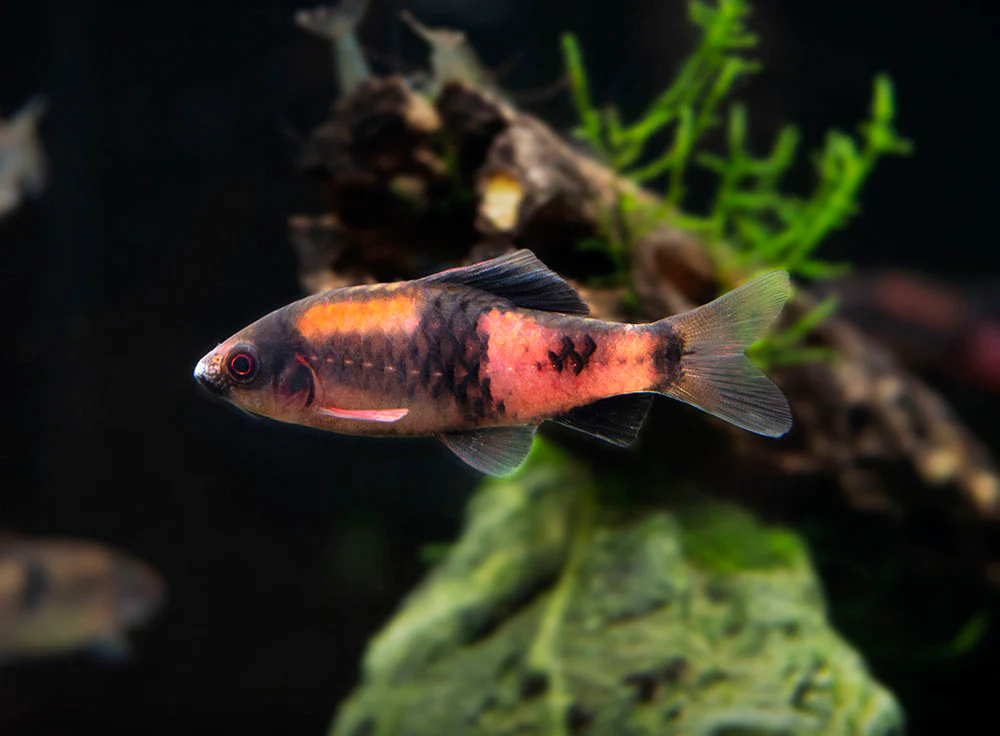 Red Panda AKA Melon Barb (Haludaria fasciata), Tank-Bred
