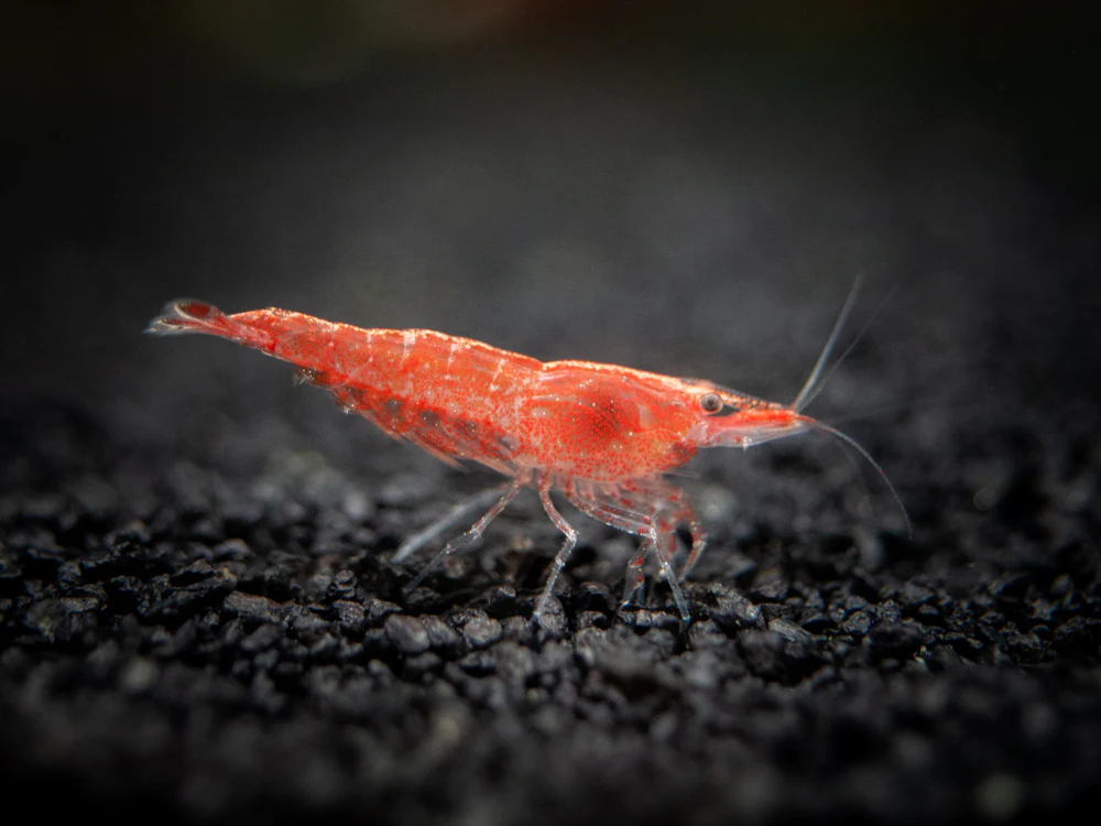 Sakura Red Cherry Shrimp (Neocaridina davidi), Tank-Bred
