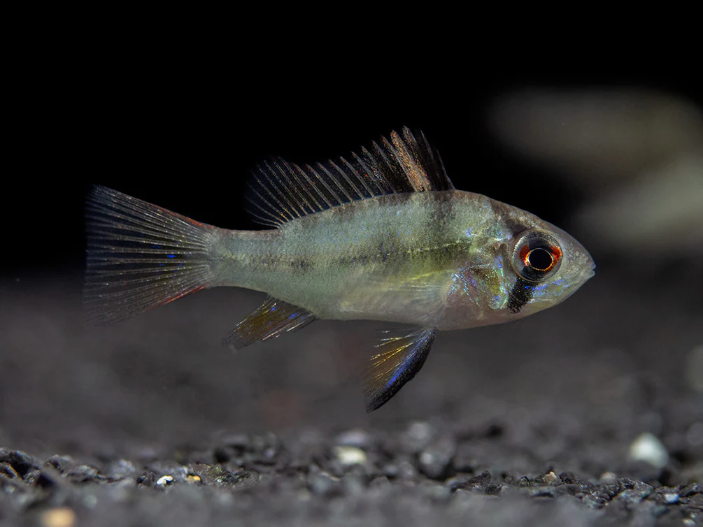 German Blue Ram Dwarf Cichlid (Mikrogeophagus ramirezi) - Tank-Bred!