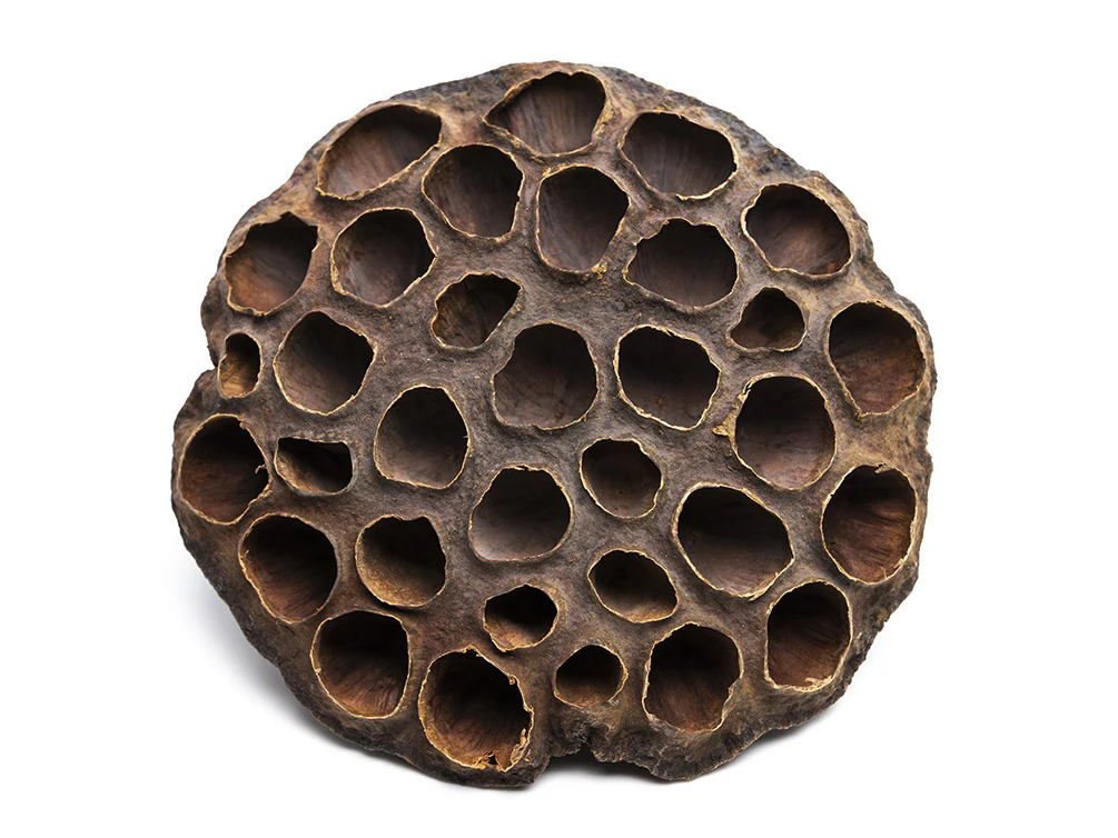 Aquatic Arts Lotus Pods