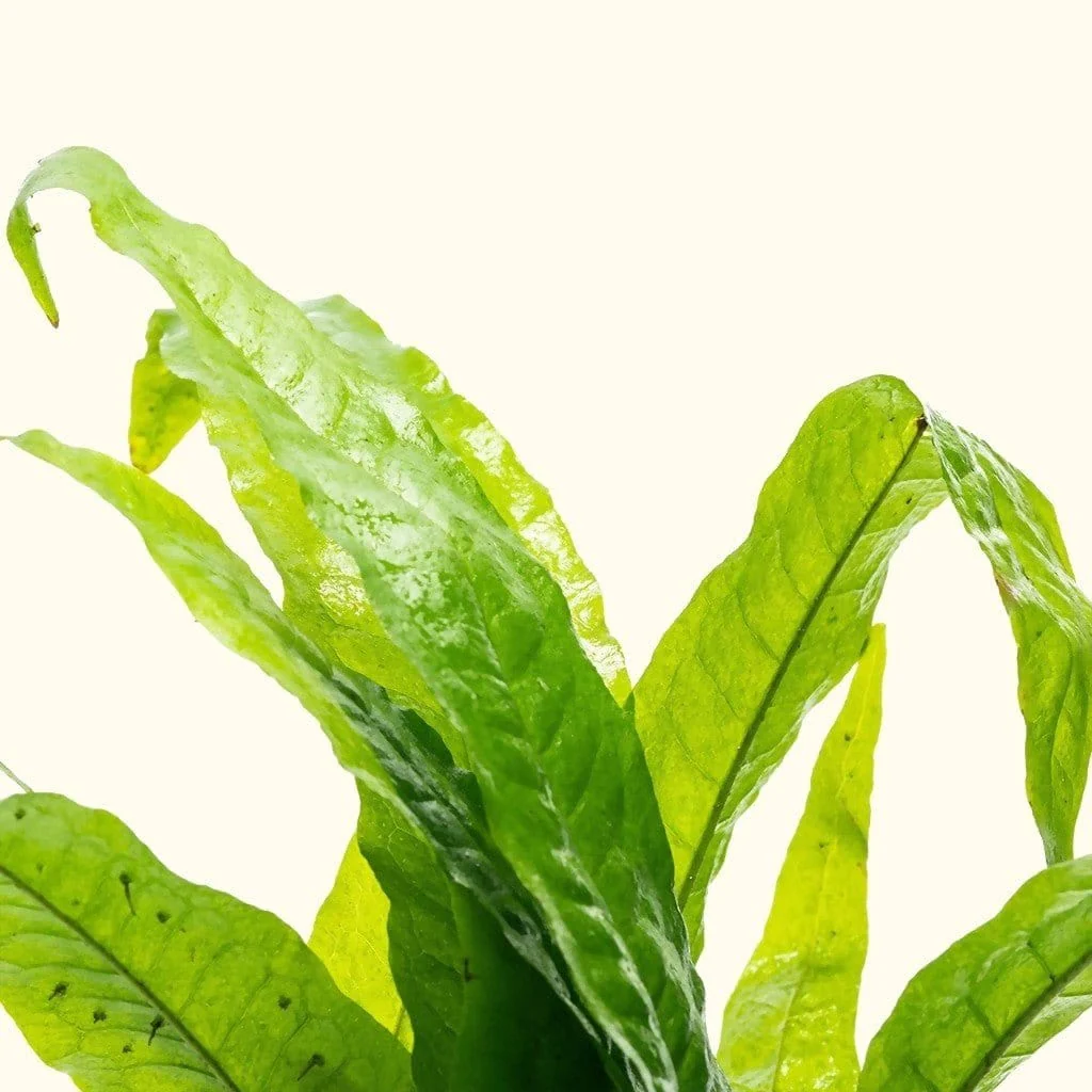 Java Fern