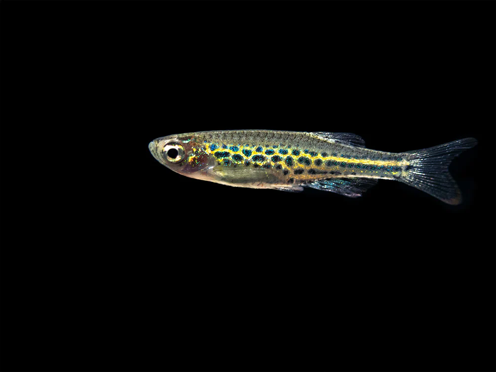 Gold Ring Danio (Brachydanio tinwini)