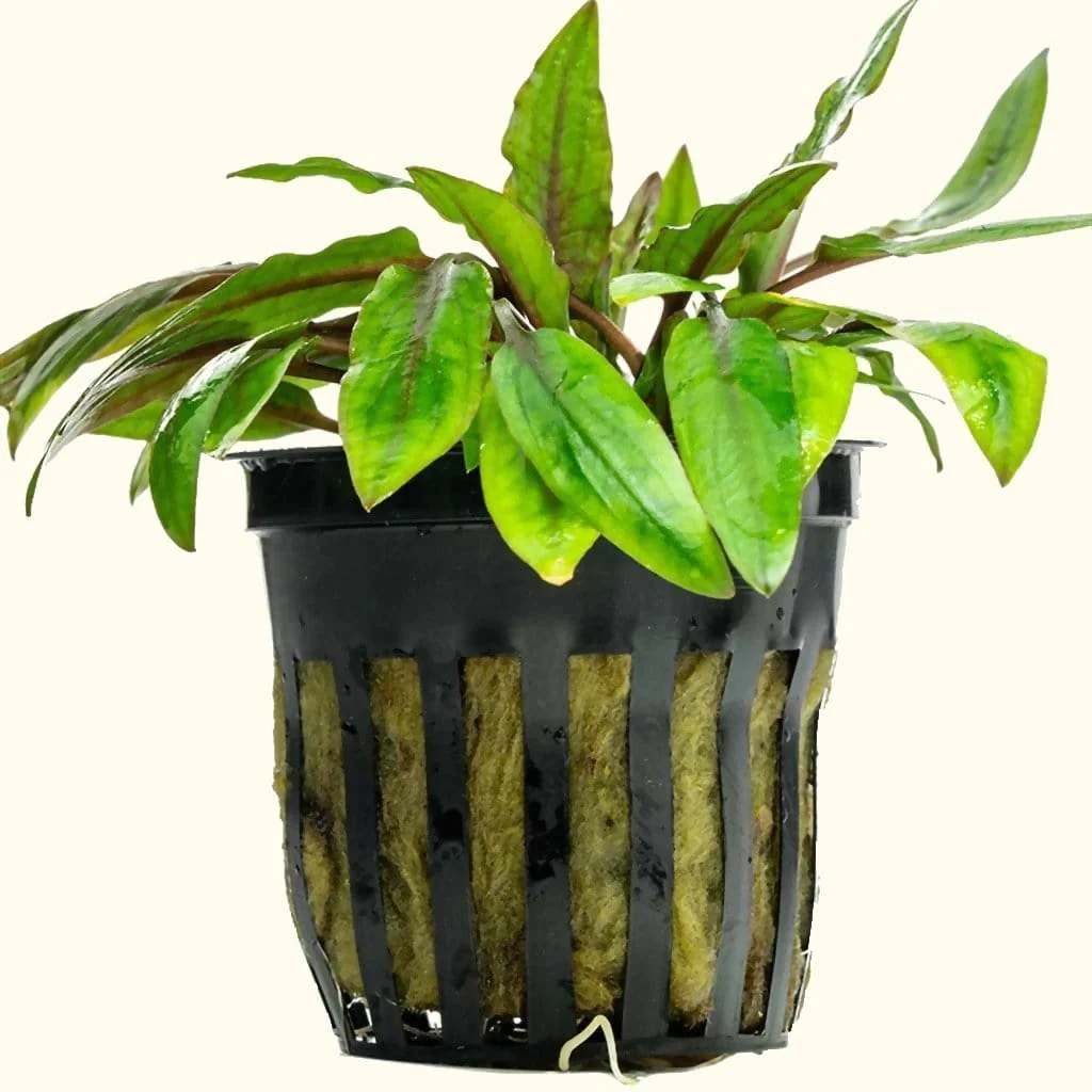 Cryptocoryne Wendtii Green