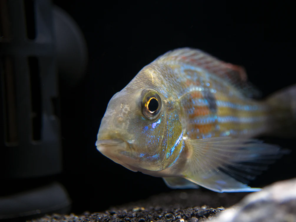 Sven's Eartheater Cichlid (Geophagus sveni), Tank-Bred!
