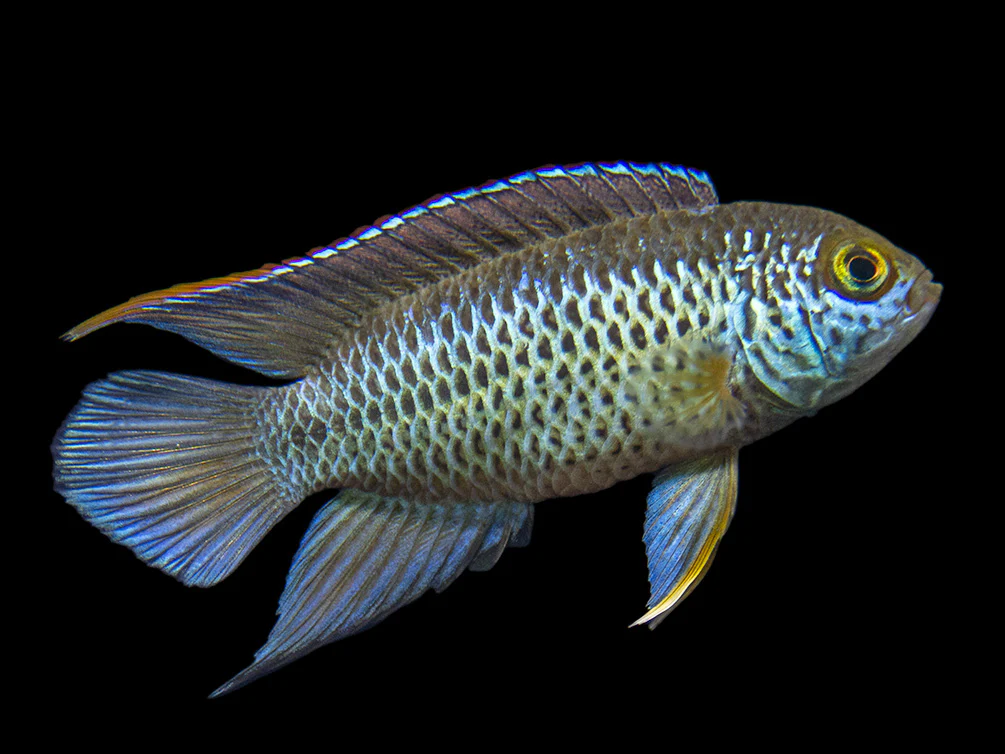 Golden Dwarf Cichlid (Nannacara anomala), - Tank Bred