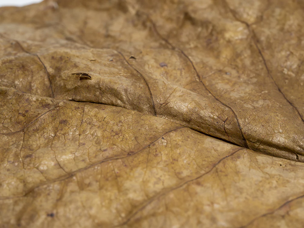 Catappa AKA Indian Almond Leaves