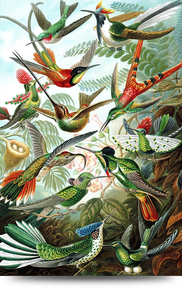 Schilderij alu-art - Kolibrie van Haeckel 60 x 90 cm
