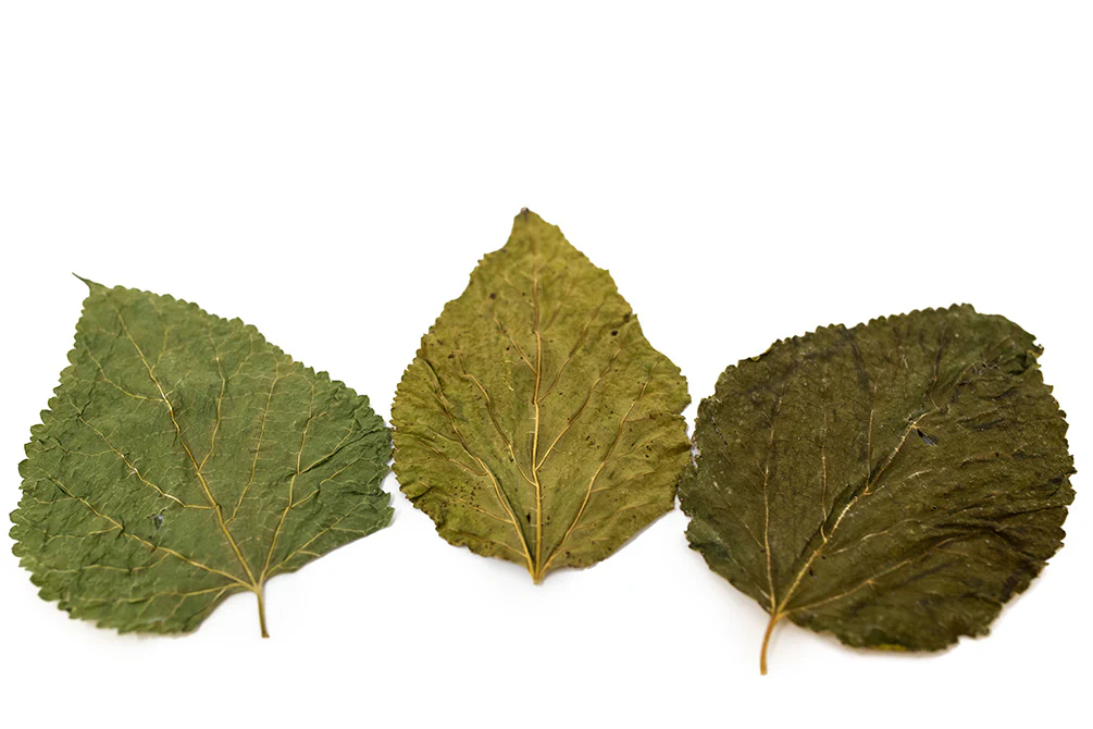 Mulberry Leaves