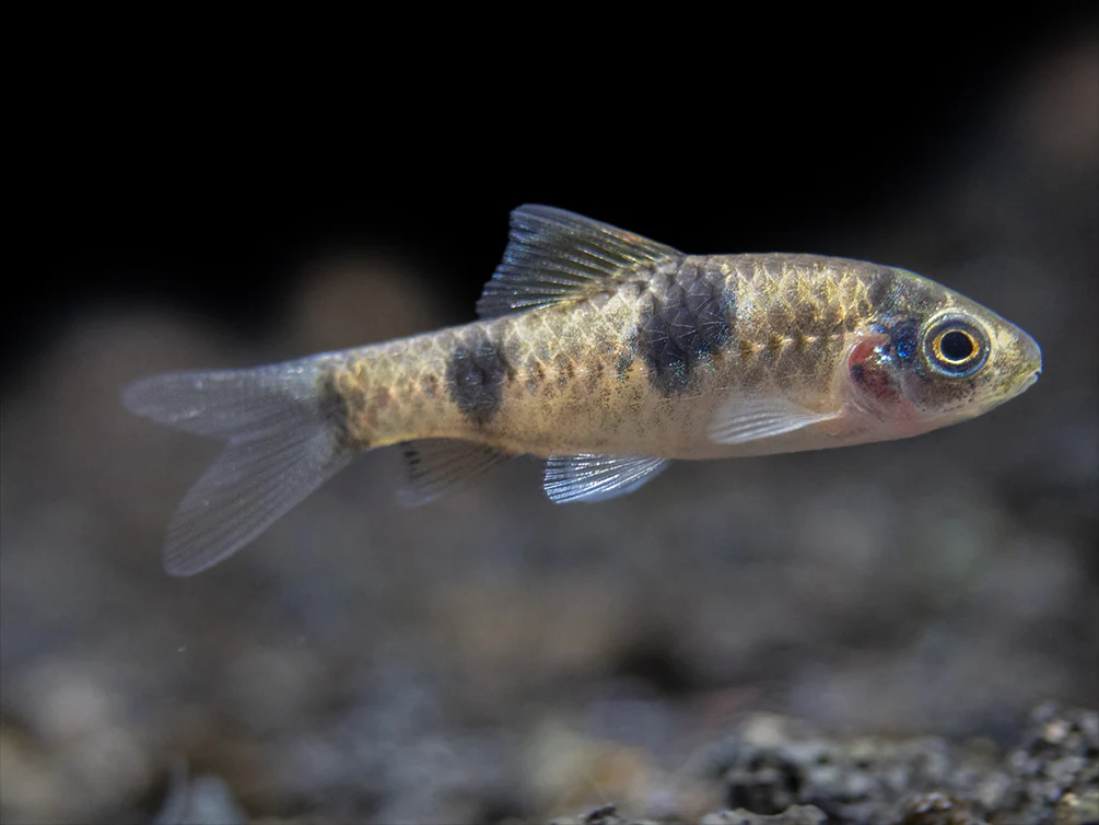 Red Panda AKA Melon Barb (Haludaria fasciata), Tank-Bred