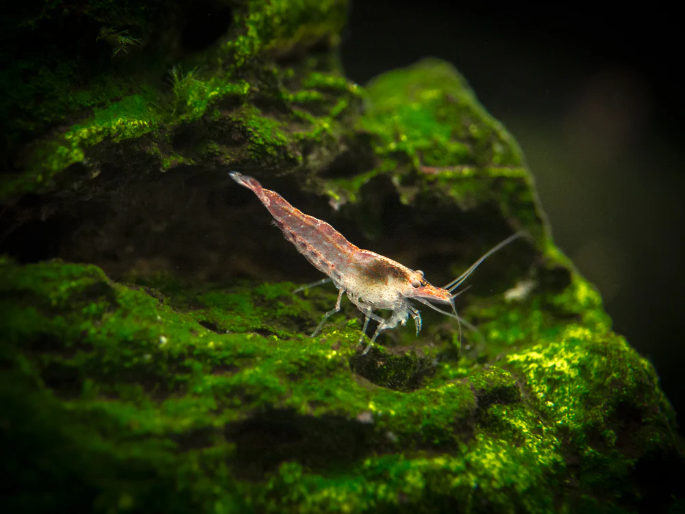 Sakura Red Cherry Shrimp Breeder Combo Box