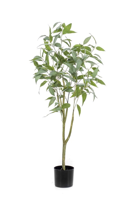 Eucalyptus globulus tree