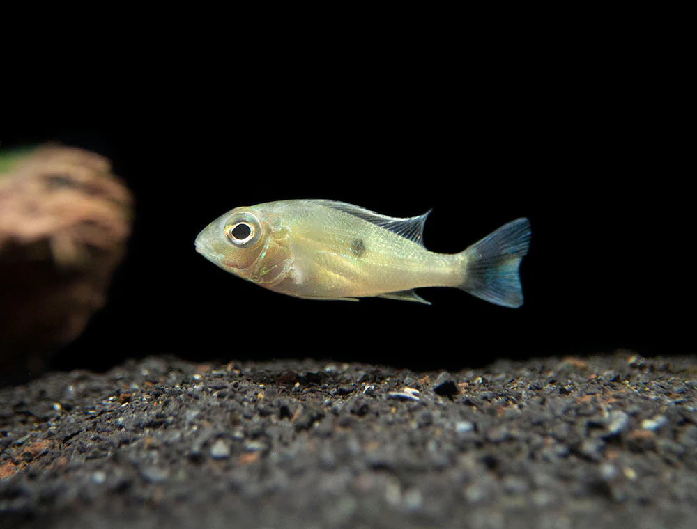 Sven's Eartheater Cichlid (Geophagus sveni), Tank-Bred!