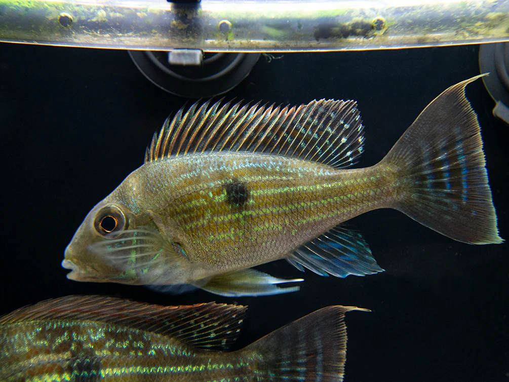 Sven's Eartheater Cichlid (Geophagus sveni), Tank-Bred!
