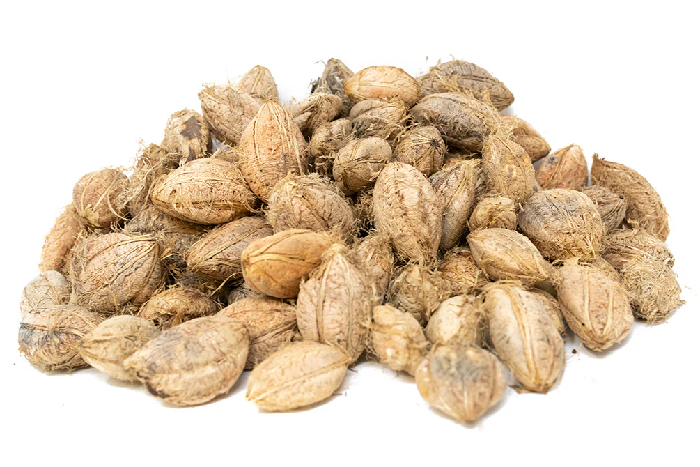 Catappa Fruit