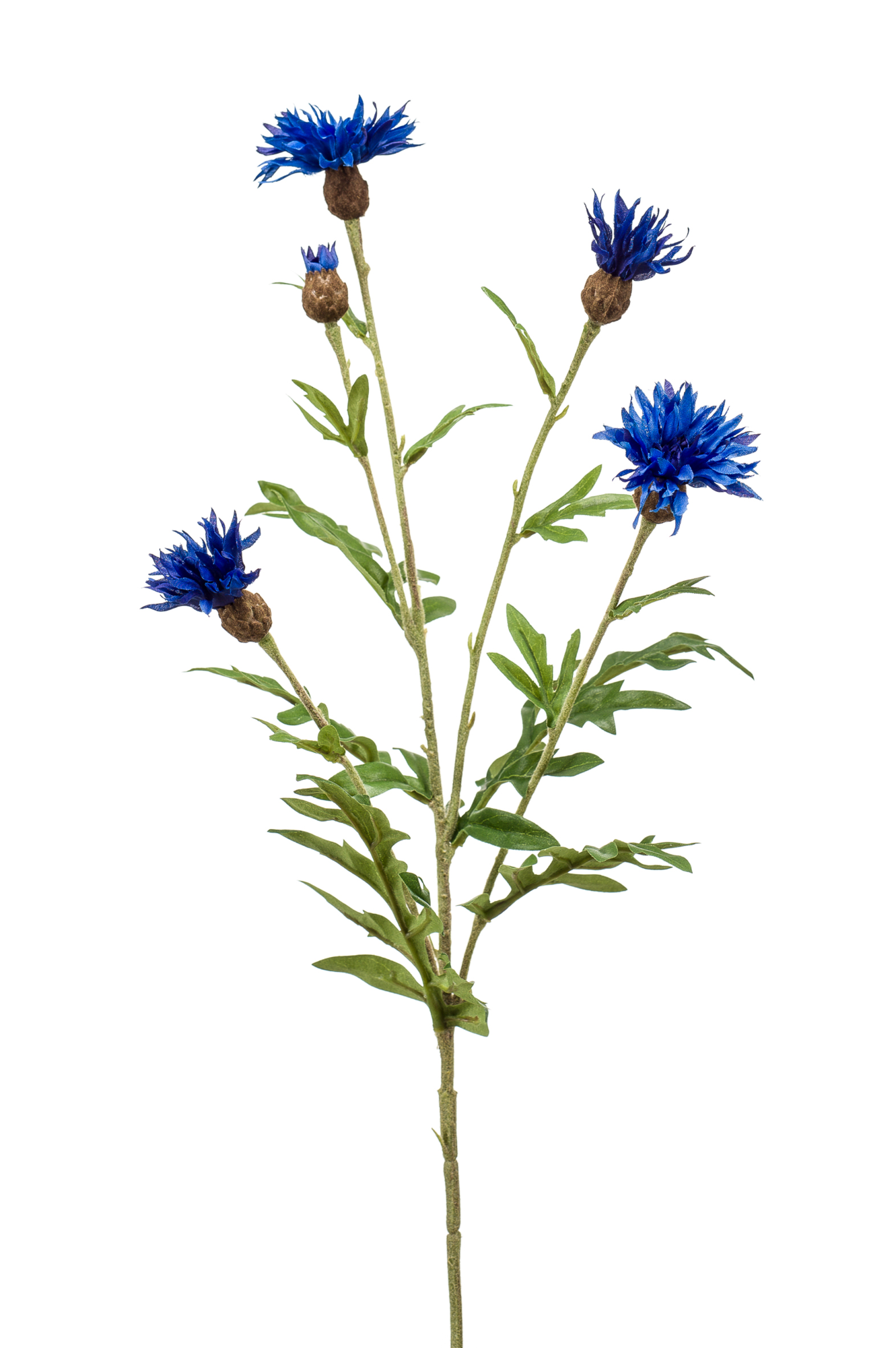 Centaurea Spray