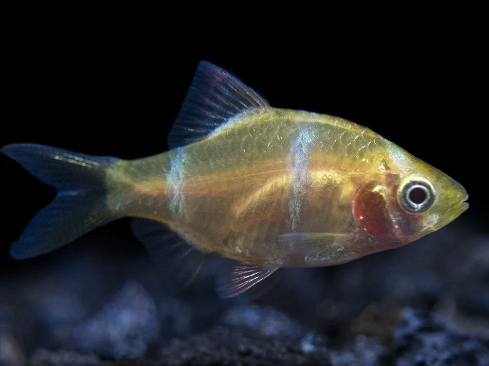 Albino Tiger Barb (Puntigrus tetrazona), Tank-Bred