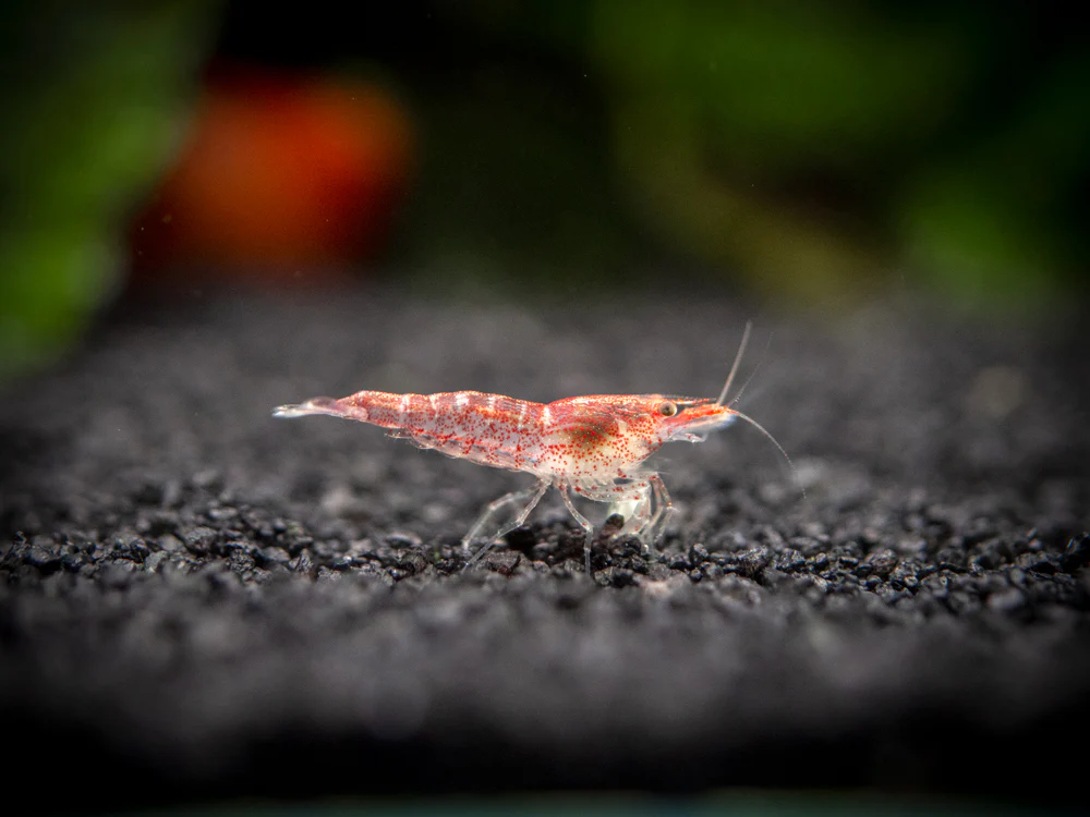Sakura Red Cherry Shrimp (Neocaridina davidi), Tank-Bred