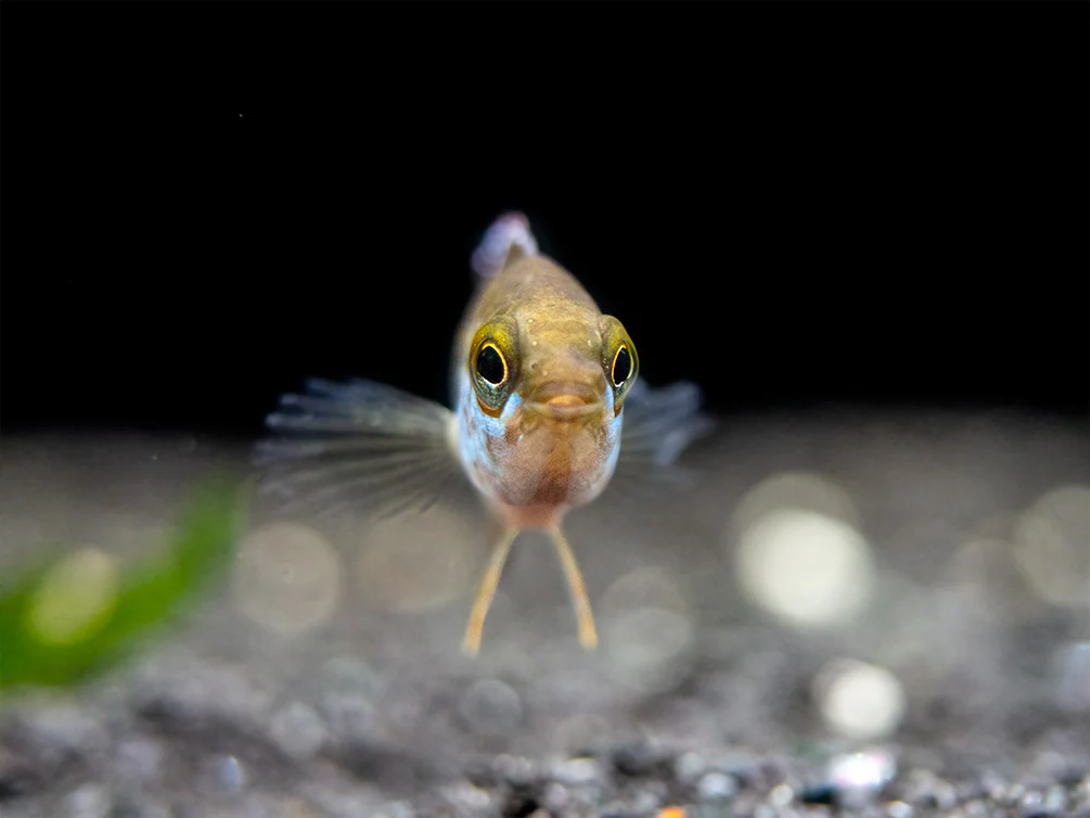 Golden Dwarf Cichlid (Nannacara anomala), - Tank Bred
