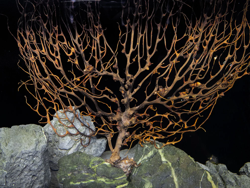 Natural Coral Sea Fan Décor