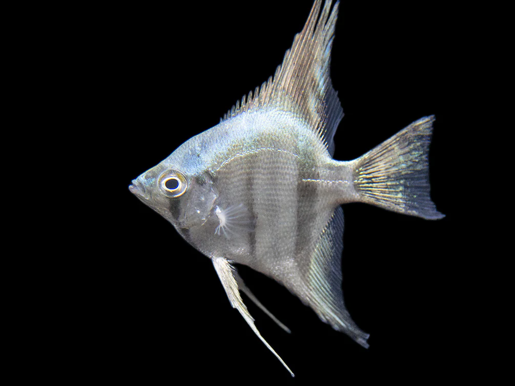 Belem Sky Blue Angelfish (Pterophyllum scalare) - Tank-Bred