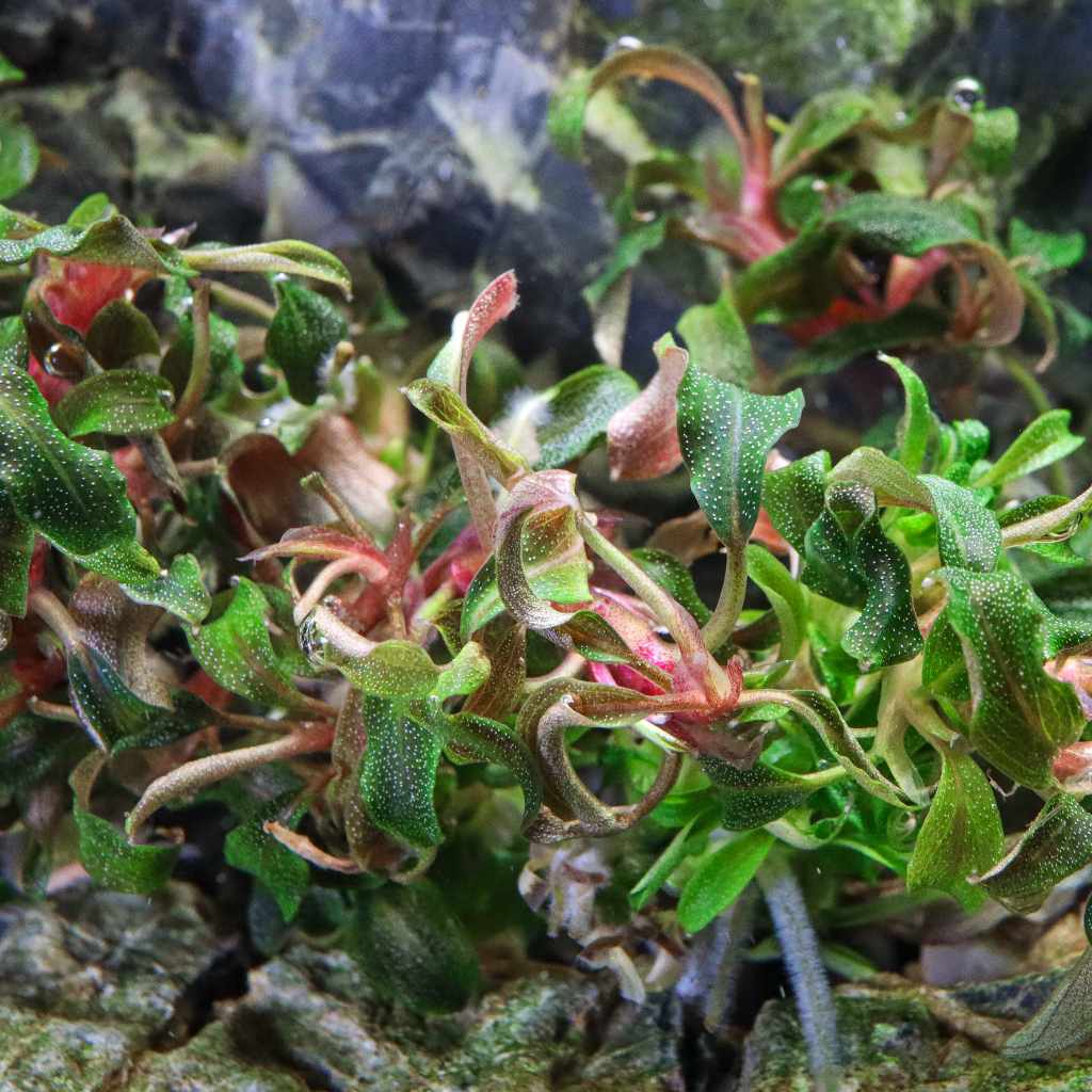 Bucephalandra Kedagang Tissue Culture