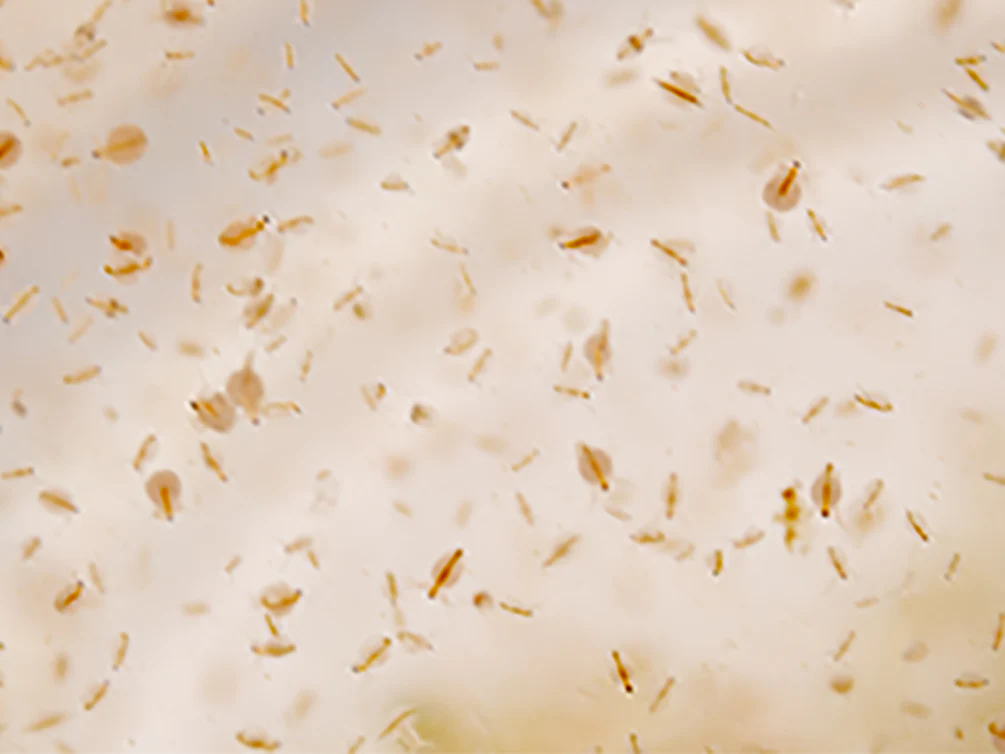 Live Moina Macrocopa (Water Flea) Culture - Aquatic Arts