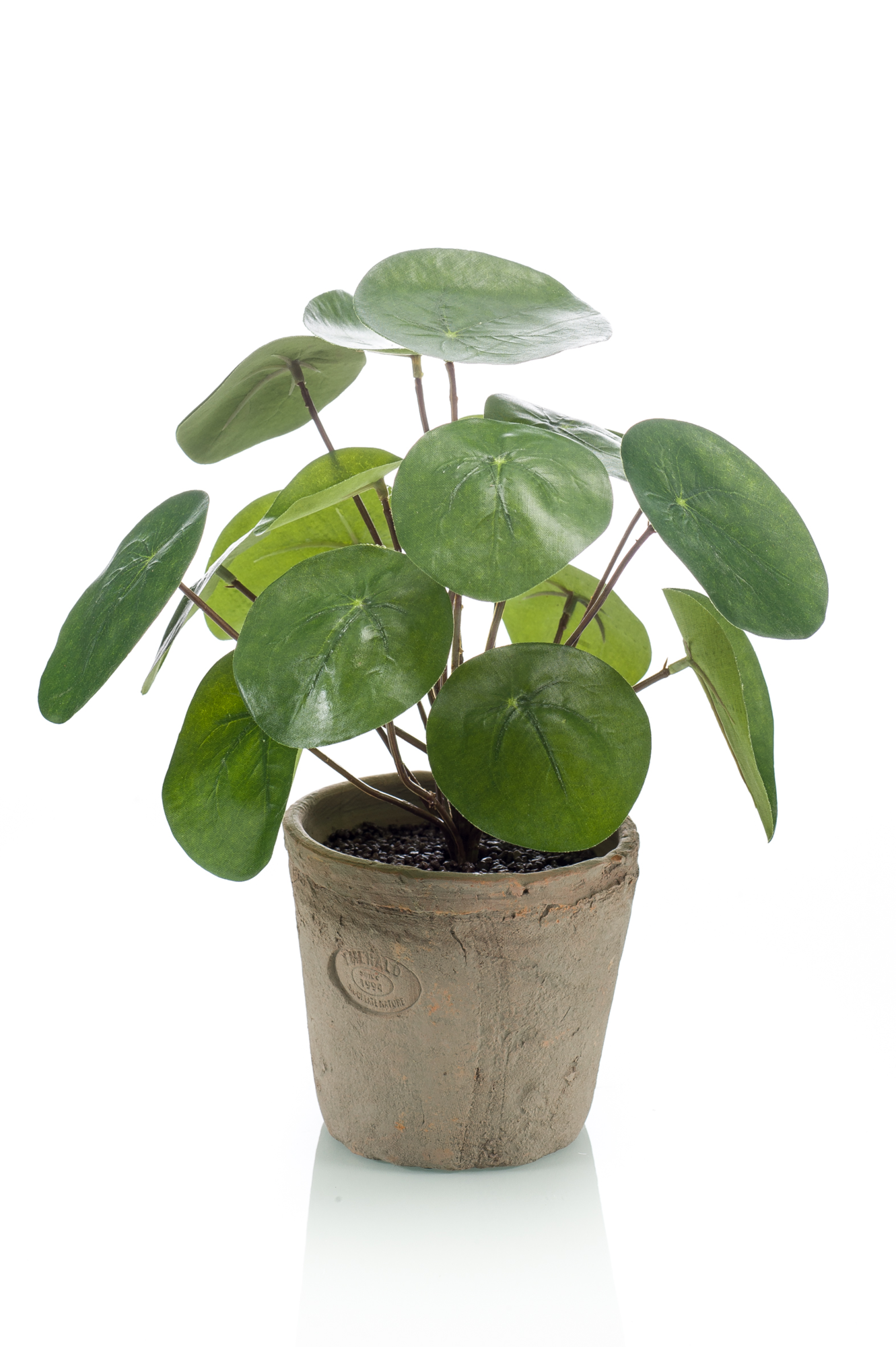 Pilea bush