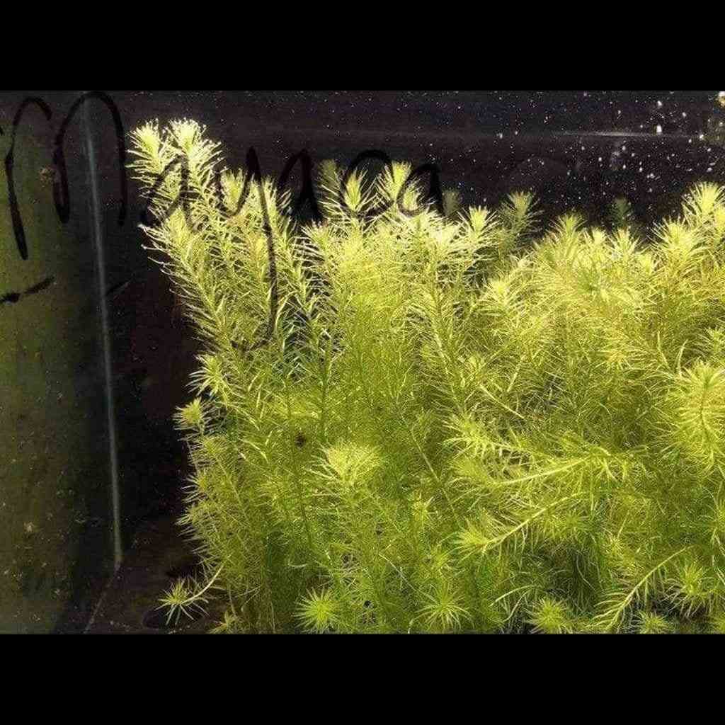 Mayaca Fluviatilis