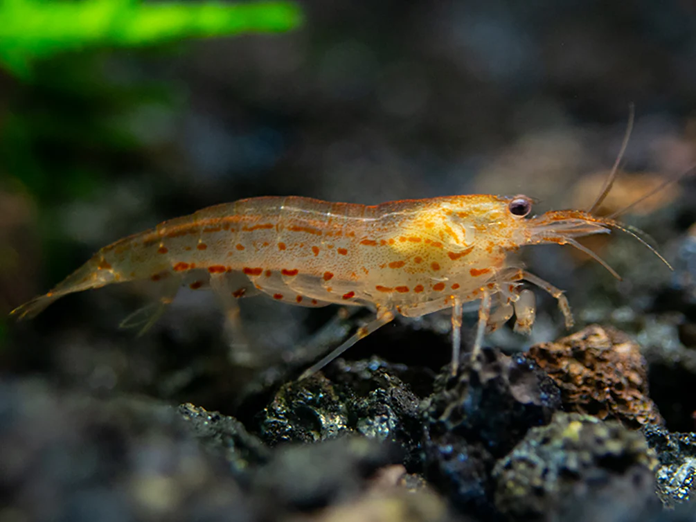 Colorful Amano Shrimp Combo Pack – Lemon Yellow, Sun Orange & Snow (Tank-Bred)