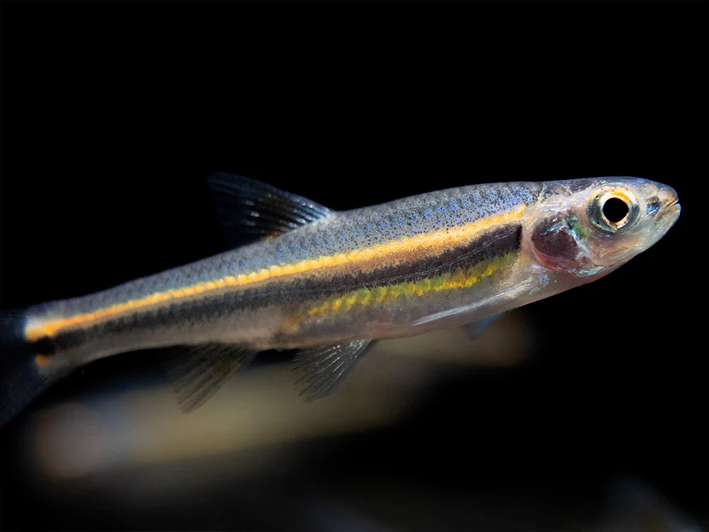 Rainbow Shiner (Notropsis chrosomus), Tank-Bred