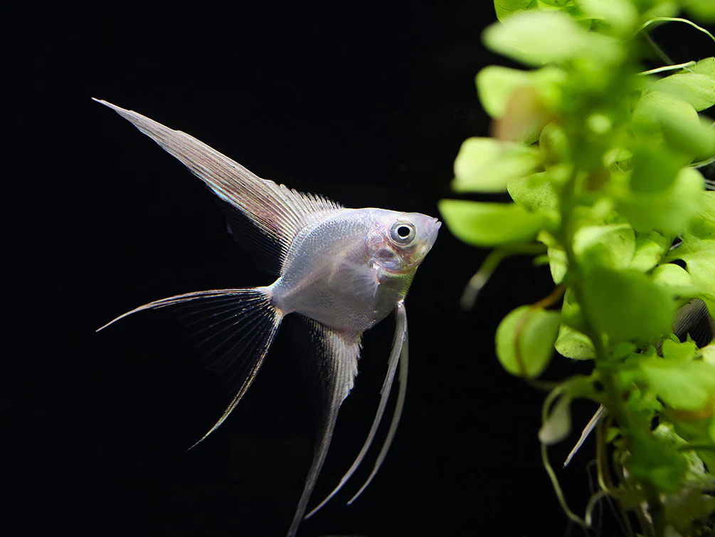 Platinum Veiltail Angelfish (Pterophyllum scalare) – Tank-Bred