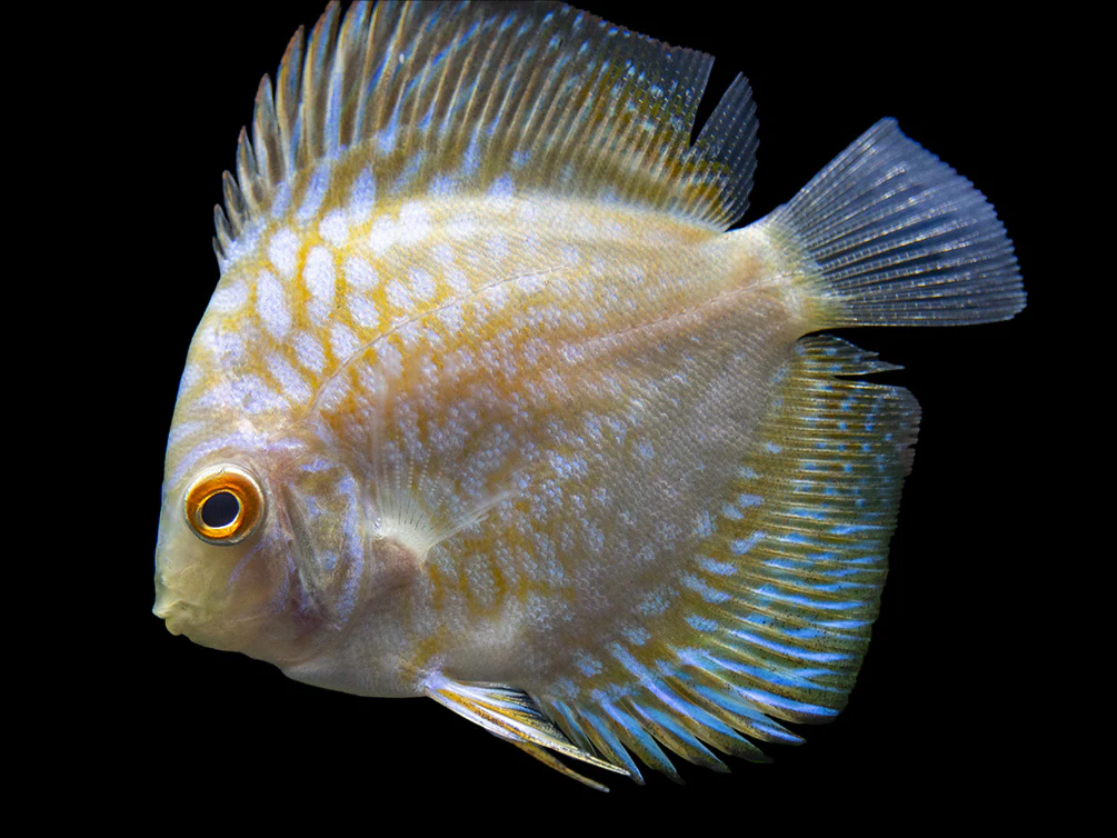 Dealer's Choice Discus (Symphysodon aequifasciatus), Tank-Bred