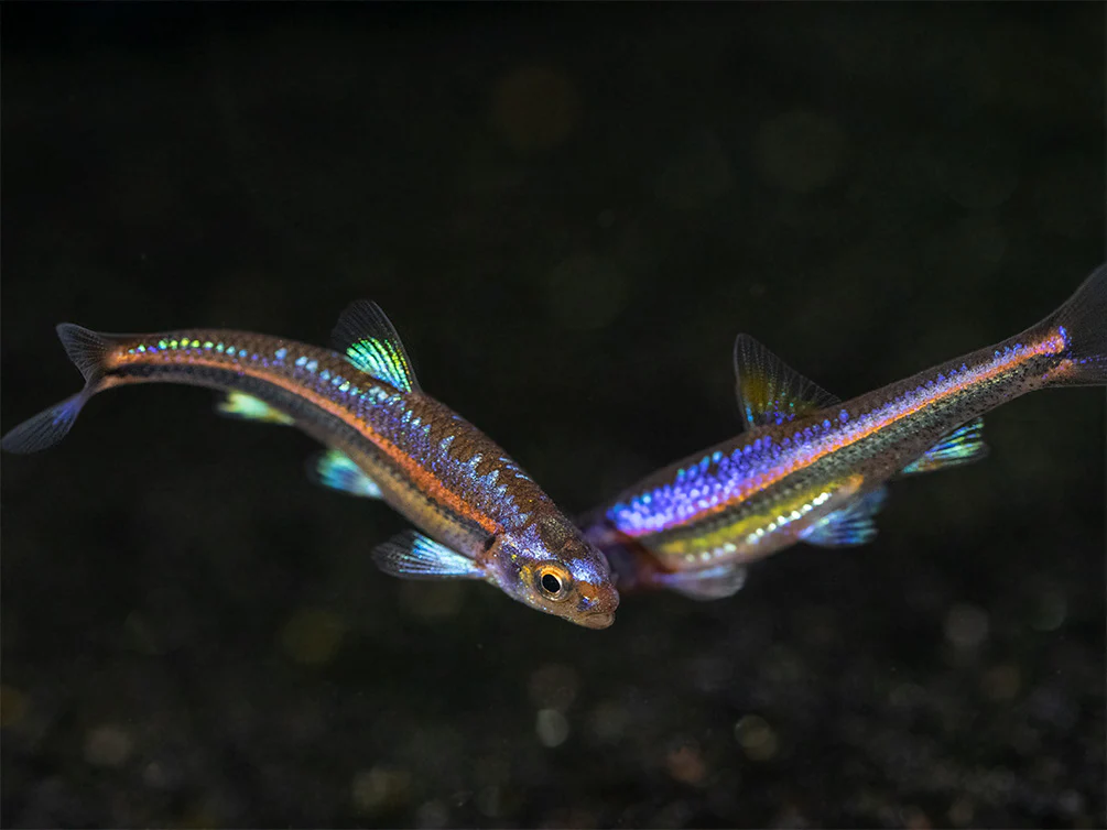 Rainbow Shiner (Notropsis chrosomus), Tank-Bred