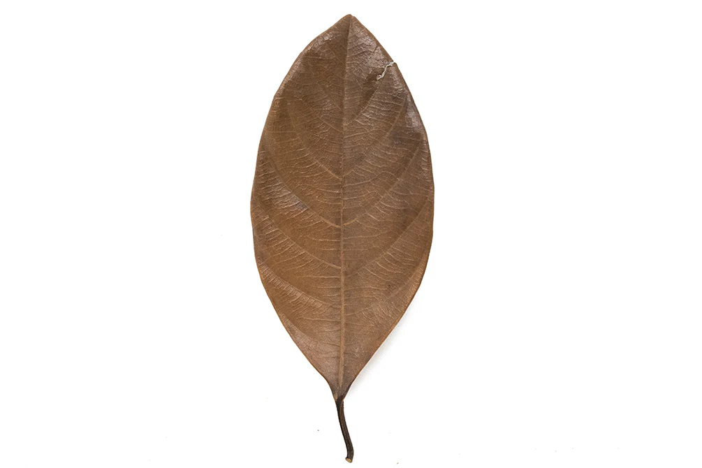 Jackfruit Leaves