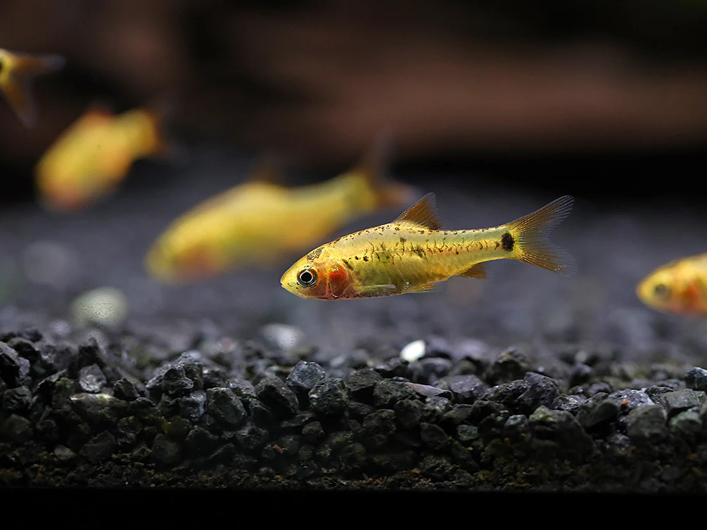 Gold Barb (Puntius semifasciolatus) – Tank Bred