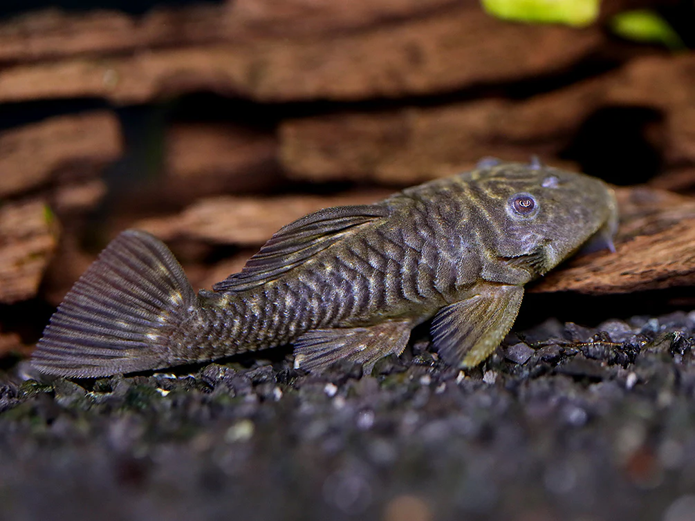 L056 Chubby Pleco L056 (Pseudorinelepis genibarbis)
