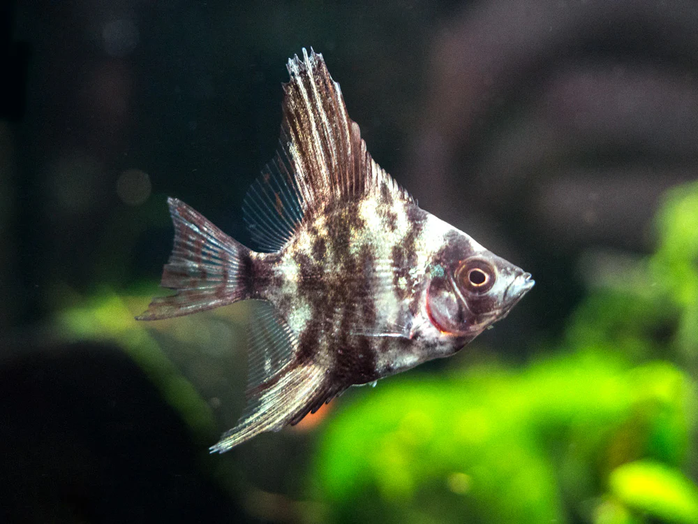 Assorted Angelfish (Pterophyllum scalare) - Tank-Bred!