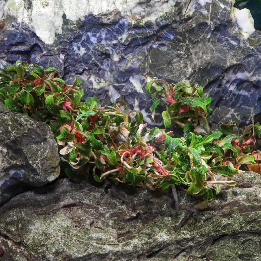 Bucephalandra Kedagang Tissue Culture