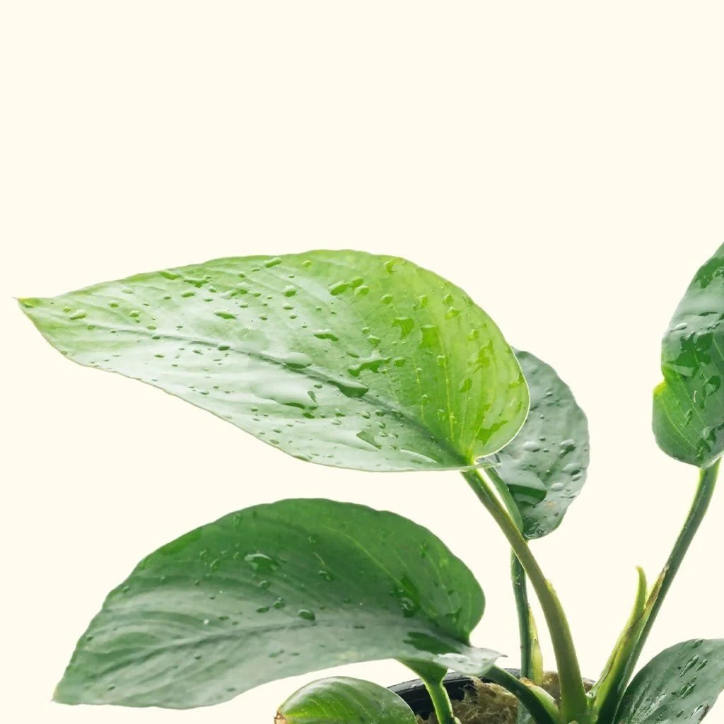 Anubias Barteri