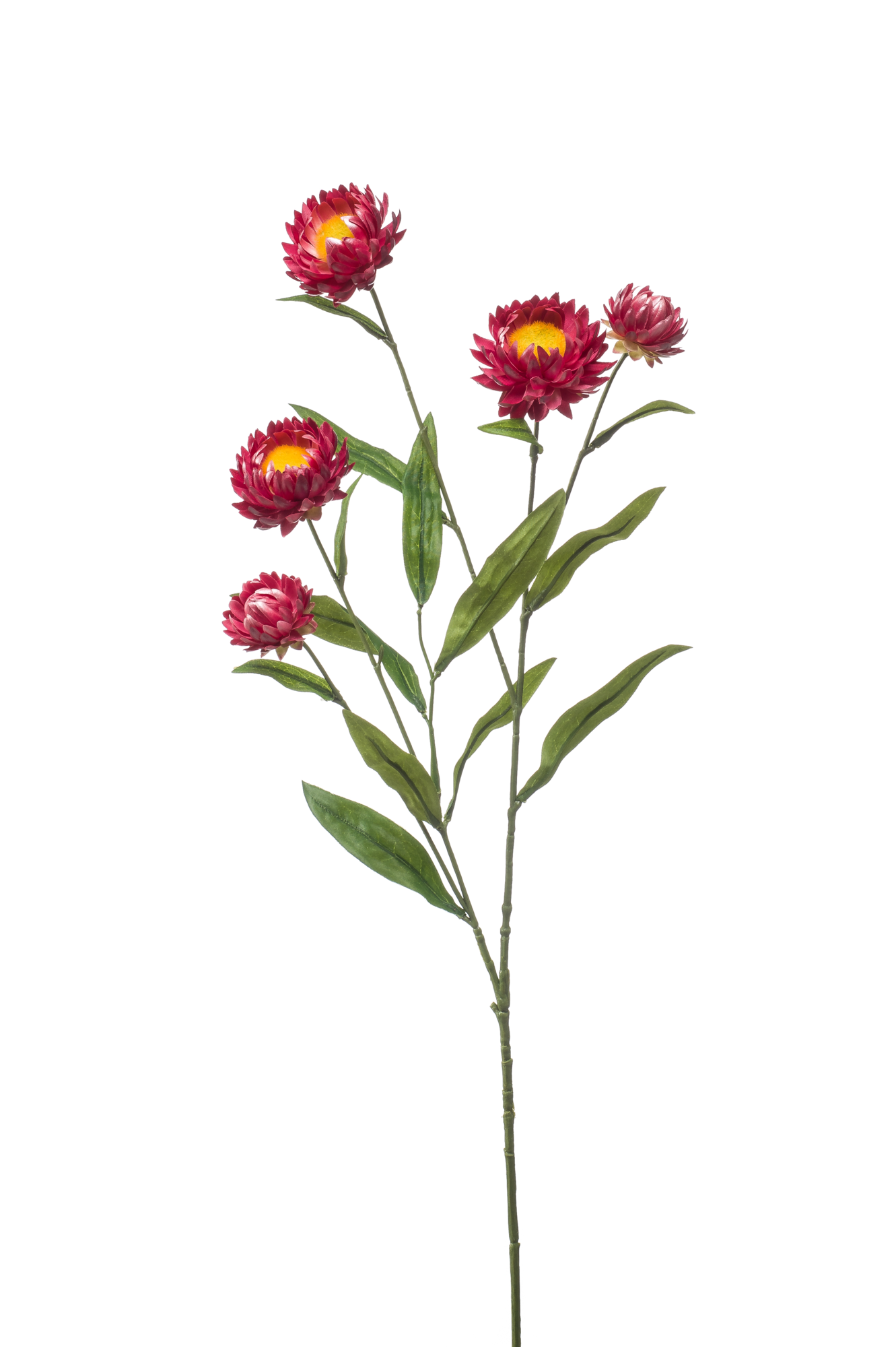 Xerochrysum fuchsia