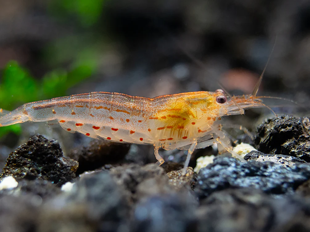 Amano Shrimp Combo Box