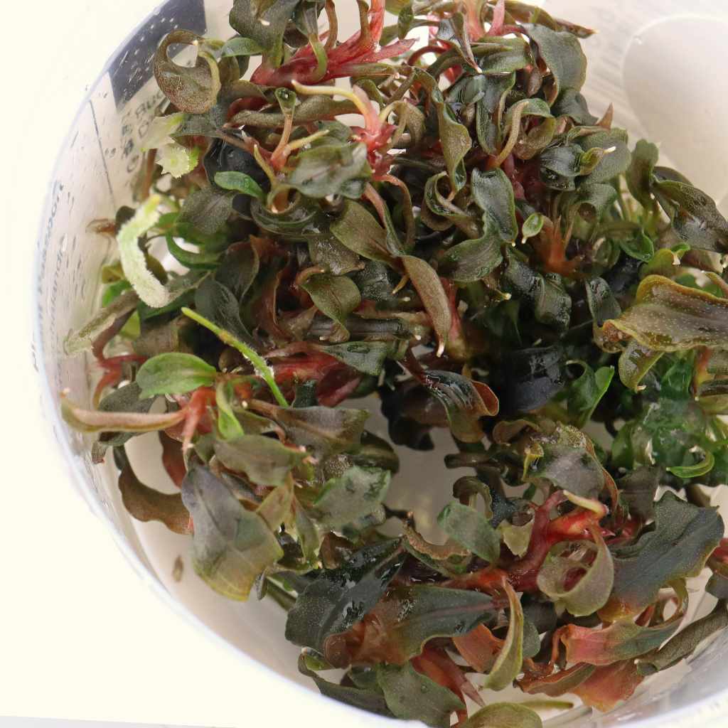 Bucephalandra Kedagang Tissue Culture