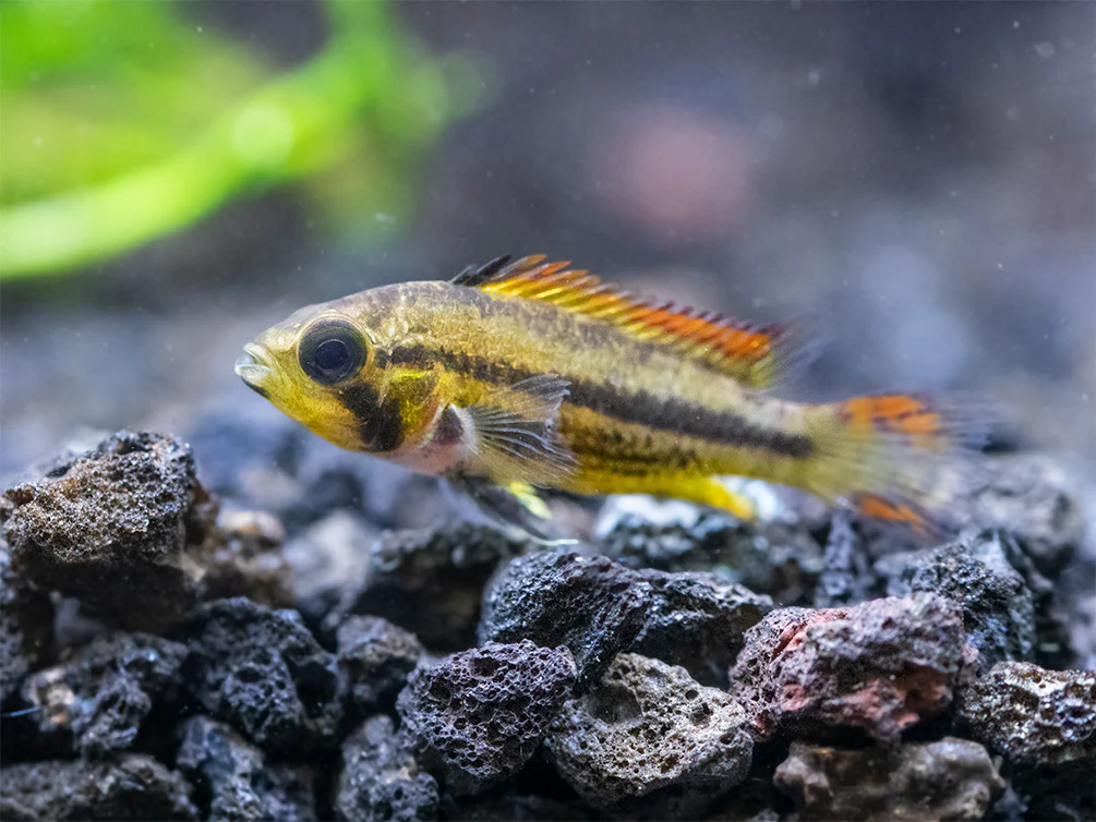 Cockatoo Dwarf Cichlid (Apistogramma cacatuoides)