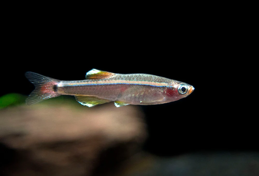 White Cloud Mountain Minnow (Tanichthys albonubes), Tank-Bred