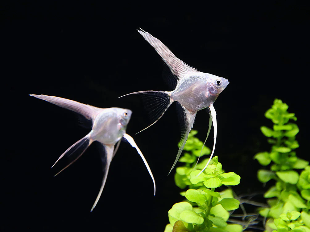 Platinum Veiltail Angelfish (Pterophyllum scalare) – Tank-Bred