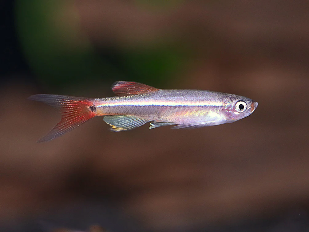 Longfin White Cloud Mountain Minnow (Tanichthys albonubes) – Tank Bred