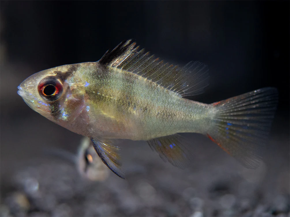 German Blue Ram Dwarf Cichlid (Mikrogeophagus ramirezi) - Tank-Bred!
