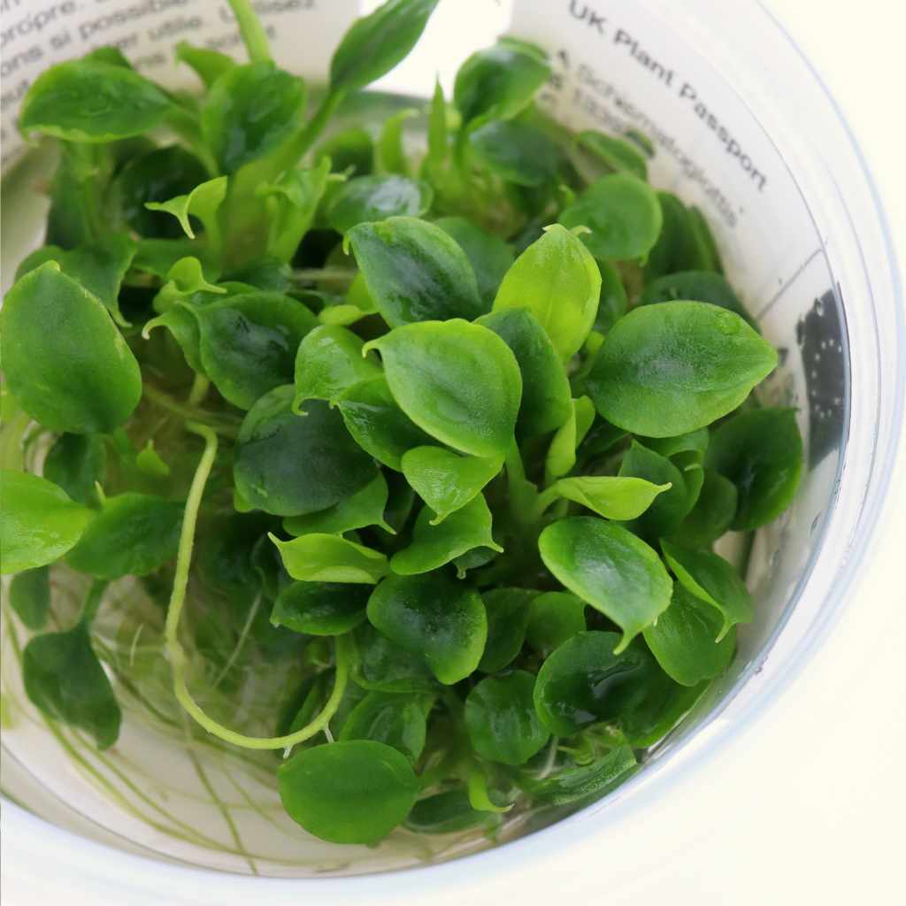 Schismatoglottis Prietoi Tissue Culture